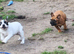 Standard red fawn/pied French bulldog