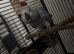 Talking african grey