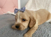 Cocker spaniel puppies