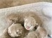 HEALTH TESTED BRITISH SHORTHAIR LILAC (GREY) KITTENS