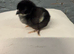 MarBar Female Chicks