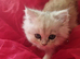 Beautiful little kittens