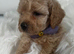 Absolutely outstanding maltipoo puppies