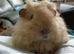 2 Female bonded guinea pigs