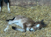 Mare & foal