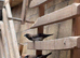 Cute bengalese finches