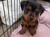 patter dale cross yorkshire terrier