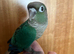 Green Cheek Conures