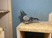 Taqla Turkish pigeon