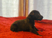 Bedlington x whippet puppies
