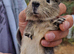 3 female and 1 male guinea pigs, ip3