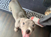 7 month old female blue staffy