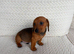 Dachshund puppies 3 boys 3 girls