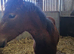 8 months registered new forest filly