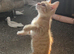 Male ginger cat