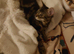 Tabby kitten male
