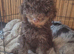 Miniature poodle puppys