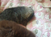 Pomeranian puppies ready 26th Aug taking deposits now