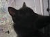 1 kitten