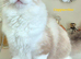 Excellent pedigree Ragdolls