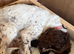 STUNNING SPROODLE PUPPIES (BOYS)