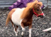 29&rdquo; sps reg skewbald mare in foal