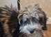 Gorgeous mini sheepadoodle merle puppy