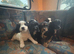 Beautiful cockapoo puppies for sale