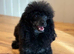 F1b toy maltipoo pups fully health tested parents