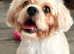 Female shihtzu for sale