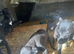 Beddy x whippet pups