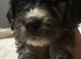 Beautiful Cockapoo Puppies Looking for Loving Homes