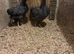 2 Barred Plymouth Rock Pullets