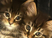 Pure Maine Coon kittens