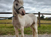 Welsh x colt to make 13.3+