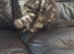 Pure Maine Coon Kittens