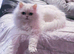STUNNING doll face Persian girl. Sweet Princess Loving Affectionate Blue Eyes Pure White Persian Female, NOT Deaf  Rare stunning friendly playful girl