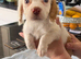 Cockapoo f1 pups ×3