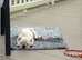French Bulldog puppy - 11weeks old