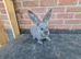Pure giant continental rabbits