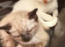 Flame Point And Seal Point Ragdoll Kittens