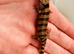 Baby Pink Tongue skinks AMAZING ANIMALS