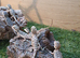 Baby bearded dragons available now