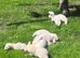 Albino Girls 2 Left ️