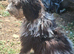 Gorgeous mini sheepadoodle merle puppy