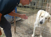 RAFFI – A Gentle Giant Looking for His Forever Kingdom ️