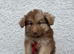 Stunning kc registered liver and tan carrying Isabella German shepherd pups