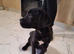 Mastiff mix