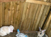Beautiful rabbits