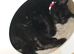 2 Black kittens